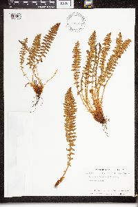 Dryopteris fragrans image