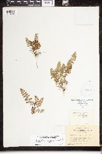 Dryopteris fragrans image