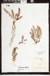Dryopteris fragrans image