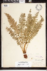 Dryopteris fragrans image