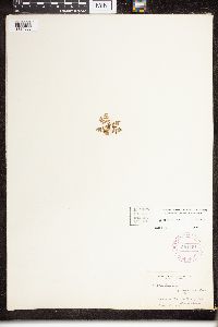 Dryopteris fragrans image