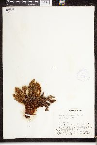 Dryopteris fragrans image