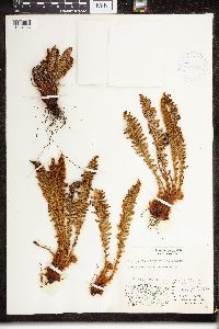 Dryopteris fragrans image