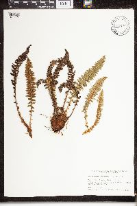 Dryopteris fragrans image