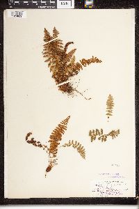 Dryopteris fragrans image