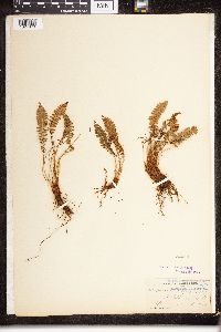 Dryopteris fragrans image