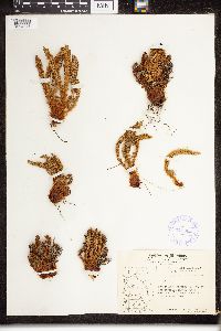 Dryopteris fragrans image