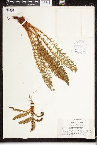 Dryopteris fragrans image