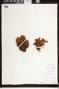 Dryopteris fragrans image