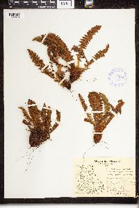 Dryopteris fragrans image
