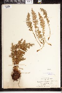 Dryopteris fragrans image