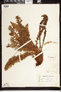 Dryopteris fragrans image