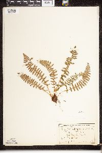 Dryopteris fragrans image