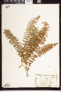 Dryopteris fragrans image