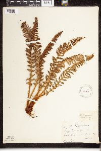 Dryopteris fragrans image
