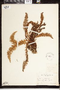 Dryopteris fragrans image