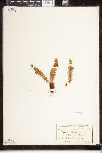 Dryopteris fragrans image