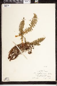 Dryopteris fragrans image