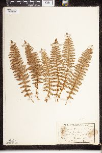 Dryopteris fragrans image