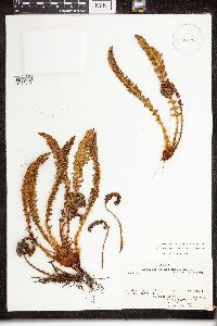 Dryopteris fragrans image