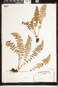 Dryopteris fragrans image