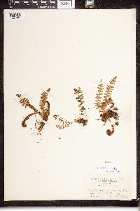 Dryopteris fragrans image
