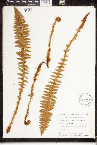 Dryopteris fragrans image