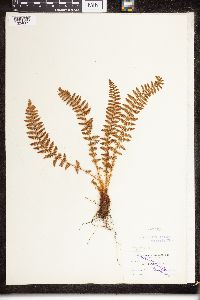 Dryopteris fragrans image