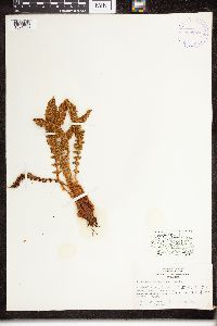 Dryopteris fragrans image