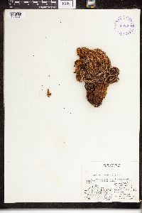 Dryopteris fragrans image