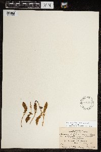 Dryopteris fragrans image