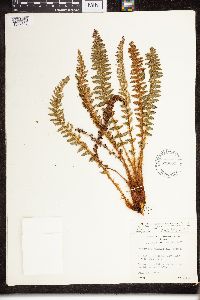 Dryopteris fragrans image