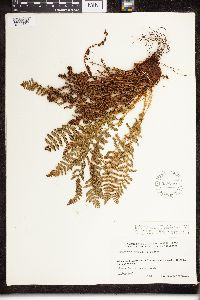 Dryopteris fragrans image