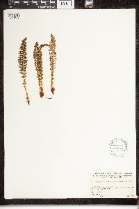 Dryopteris fragrans image