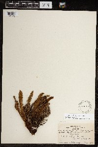 Dryopteris fragrans image
