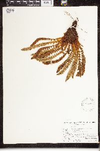 Dryopteris fragrans image