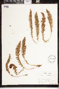 Dryopteris fragrans image