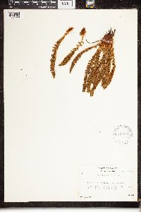 Dryopteris fragrans image