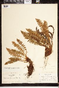 Dryopteris fragrans image