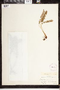 Dryopteris fragrans image