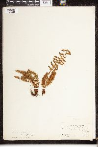 Dryopteris fragrans image