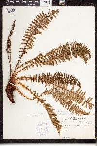 Dryopteris fragrans image