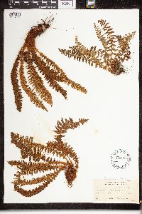 Dryopteris fragrans image