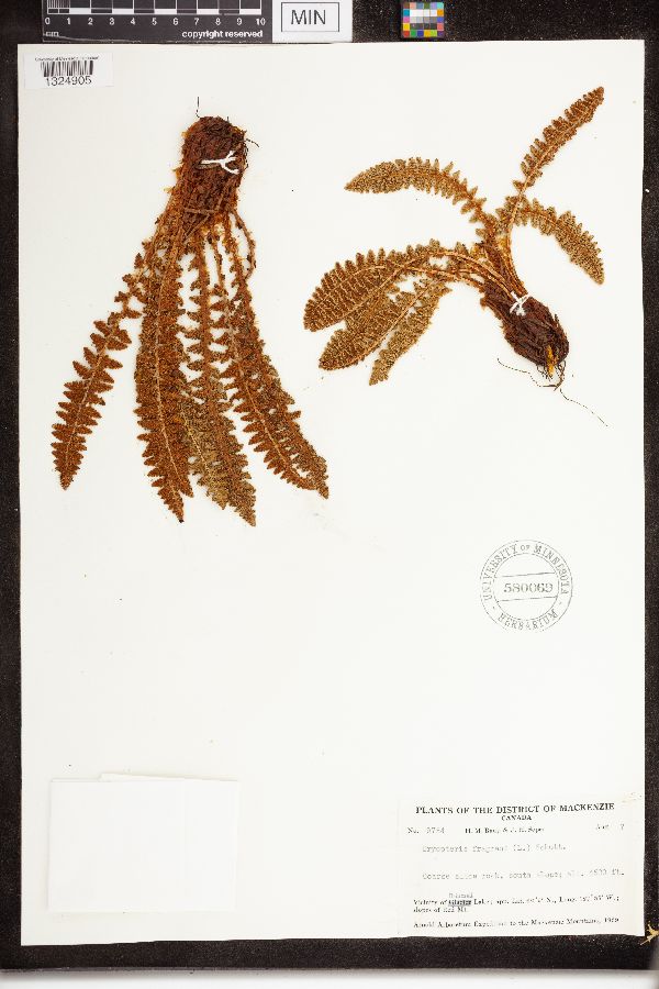Dryopteris fragrans image