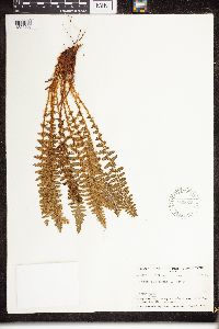 Dryopteris fragrans image