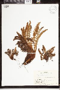 Dryopteris fragrans image