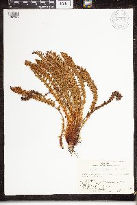 Dryopteris fragrans image