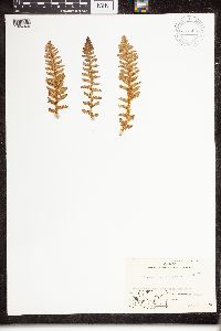 Dryopteris fragrans image