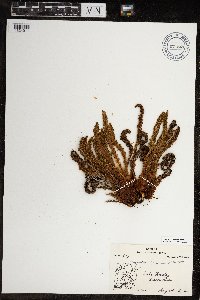Dryopteris fragrans image