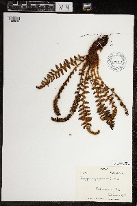 Dryopteris fragrans image